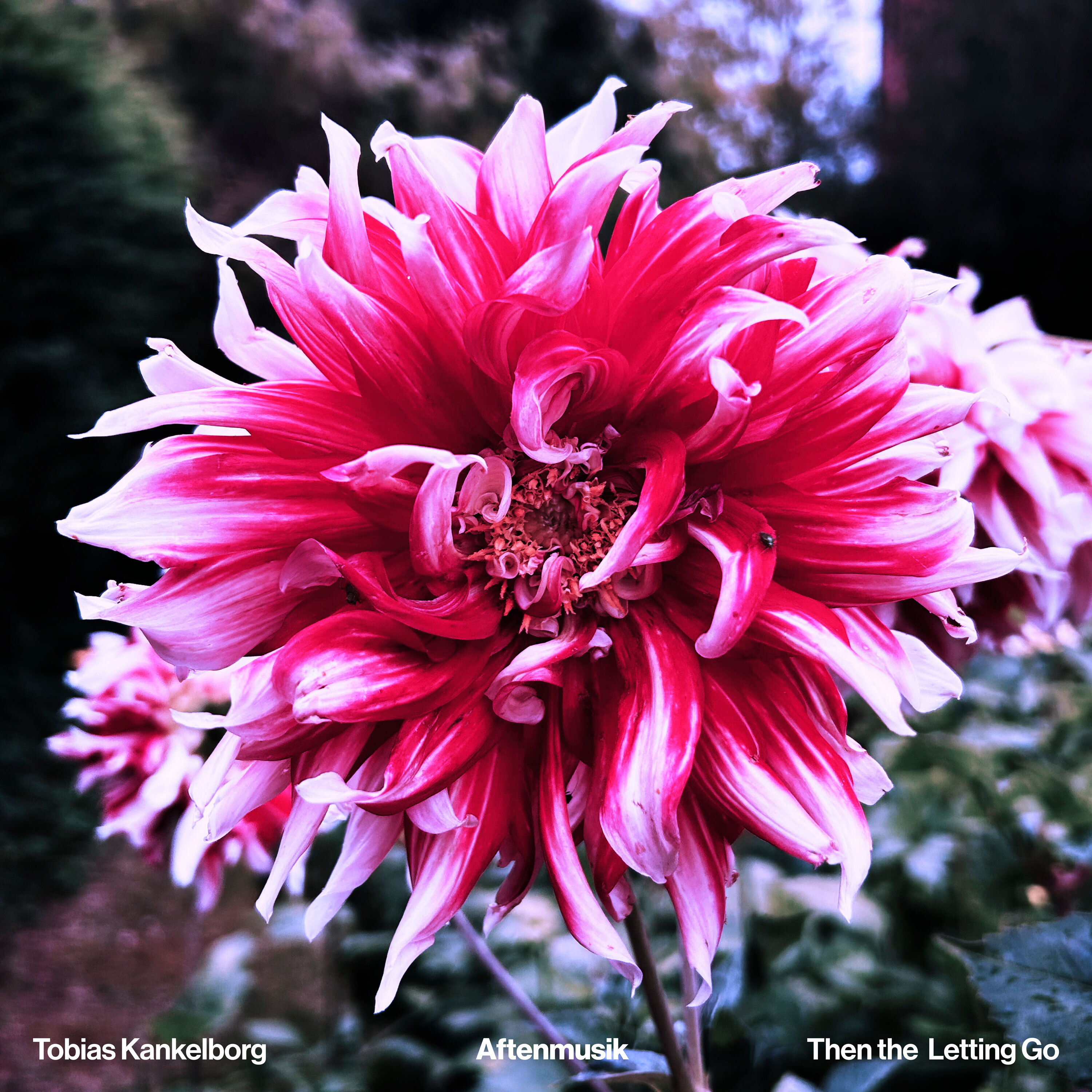 Tobias Kankelborg & Then the Letting Go - Aftenmusik Tobias Kankelborg & Then the Letting Go - Aftenmusik album cover